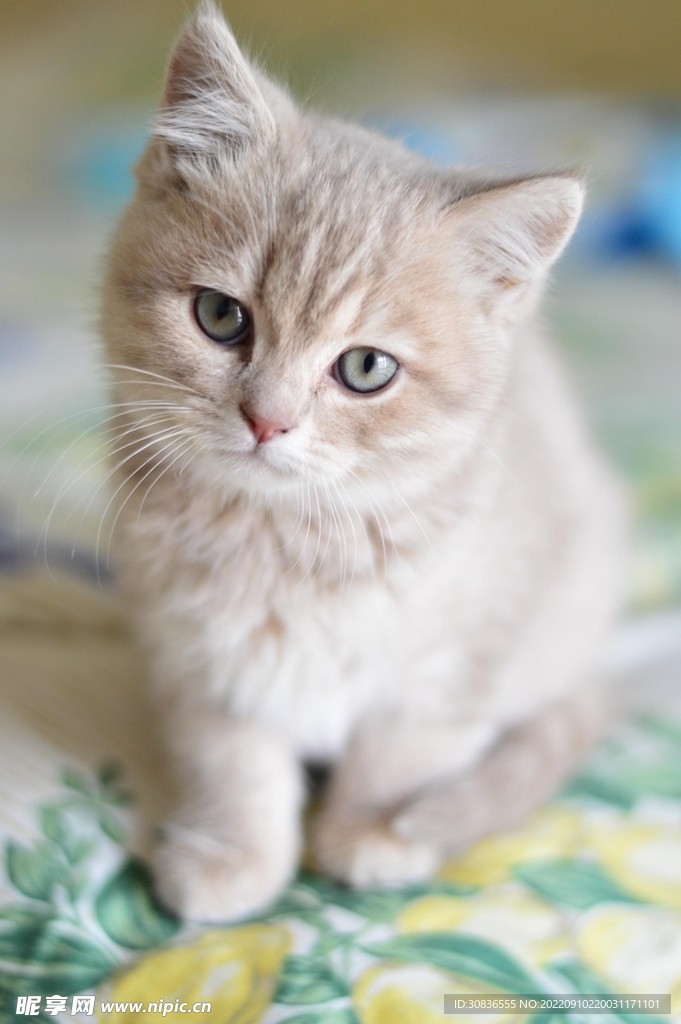 Kitten — Mochi example