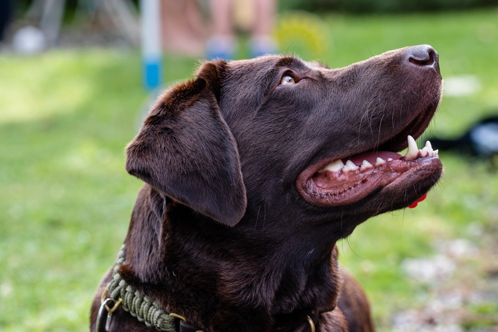 Chocolate Labrador — Buddy example