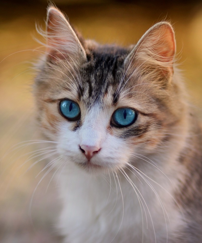 Blue-eyed cat — Luna example