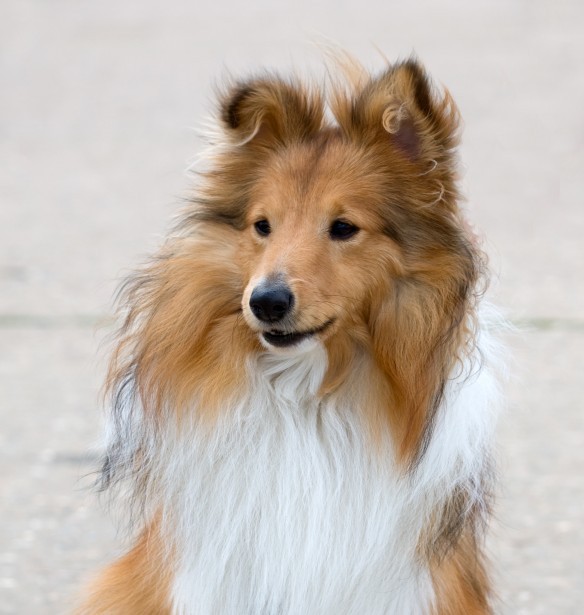 Long-haired dog — Poppy example